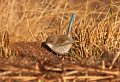 fairy wren